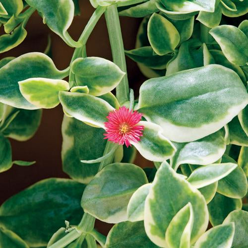 Proven Accents® Mezoo™ Trailing Red Livingstone Daisy