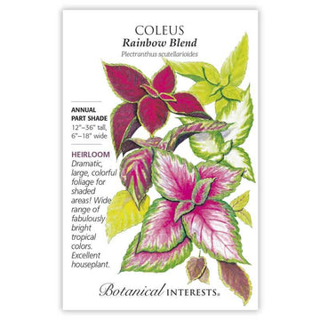 Coleus 'Rainbow Blend'