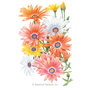 African Daisy 'Cape Marigold'