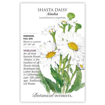 Shasta Daisy 'Alaska'