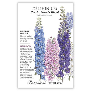 Delphinium 'Pacific Giants Blend'