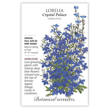 Lobelia 'Crystal Palace'