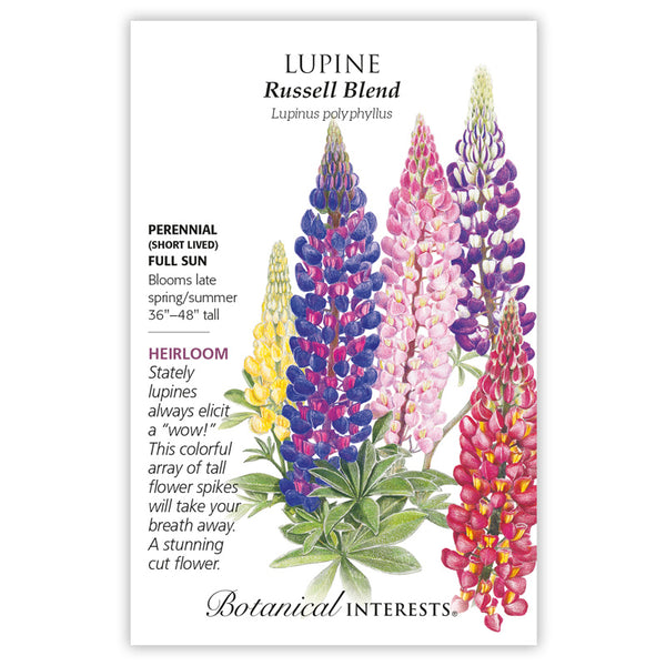 Lupine 'Russell Blend'