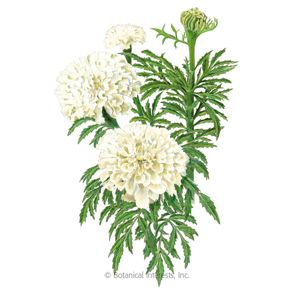 giant african marigold seeds Marigold African 'Kilimanjaro White'