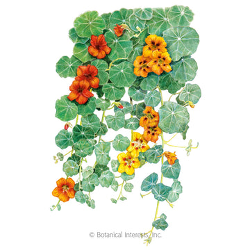 Nasturtium 'Single Blend Trailing'