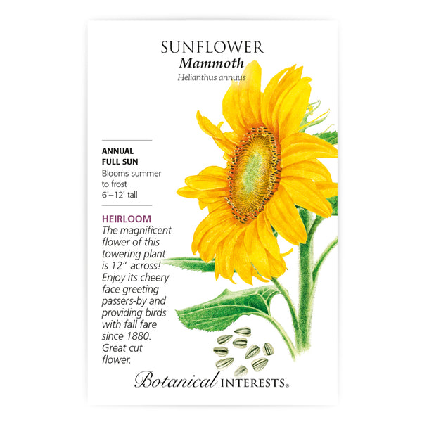 Sunflower 'Mammoth'