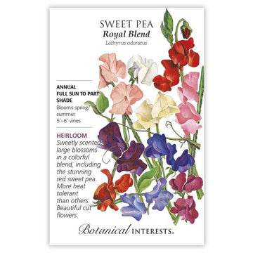 Sweet Pea 'Royal Blend'