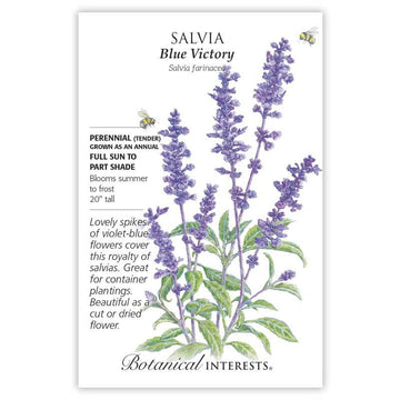 Salvia 'Blue Victory'