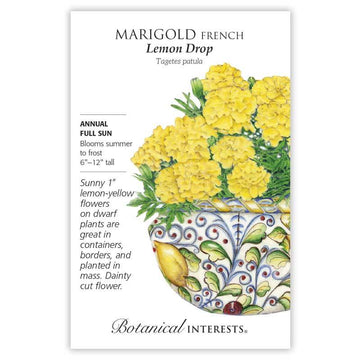 Marigold French 'Lemon Drop'