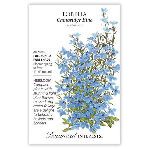 Lobelia 'Cambridge Blue'