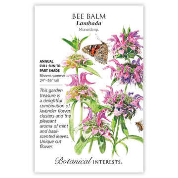 Bee Balm 'Lambada'