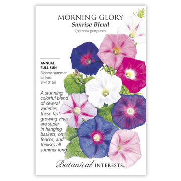 Morning Glory 'Sunrise Blend'