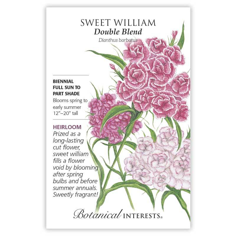 sweet william from seed to flower Sweet William 'Double Blend'