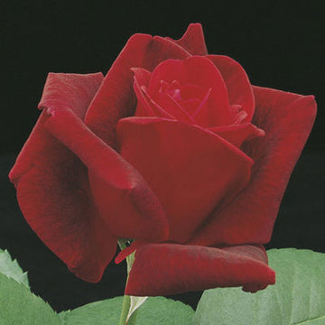 Rose 'Chrysler Imperial'