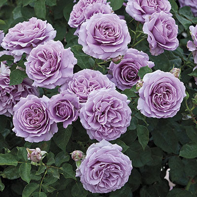 Rose 'Love Song'