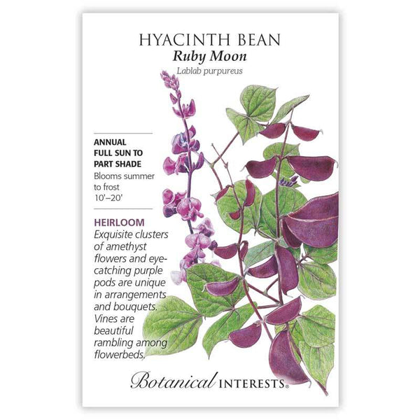 Hyacinth Bean 'Ruby Moon'