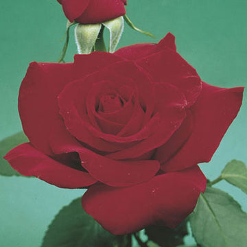 Rose 'Olympiad'