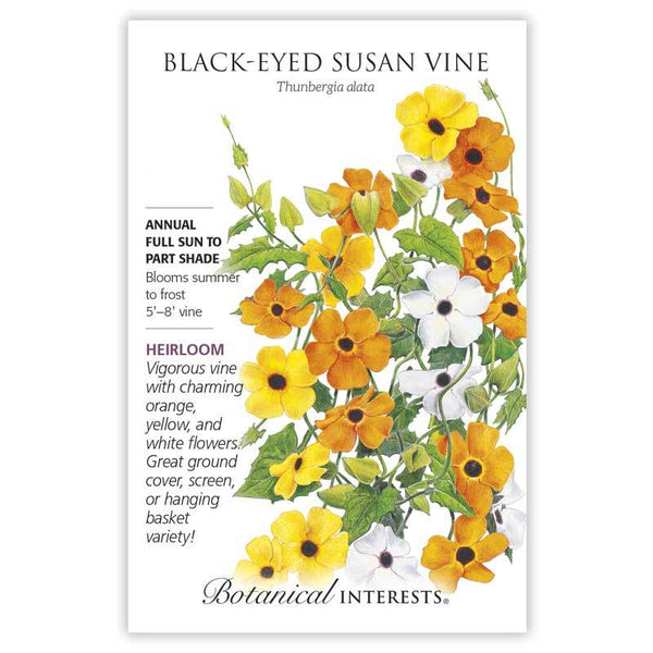 black eyed susan hanging plant Black-Eyed Susan Vine
