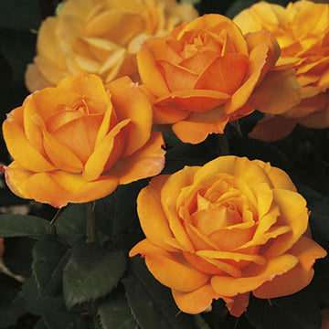 Rose 'Good As Gold'