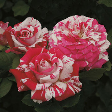 Rose 'Neil Diamond'