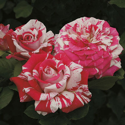 Rose 'Neil Diamond'