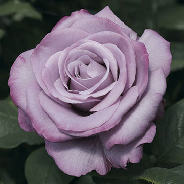 Rose 'Neptune'