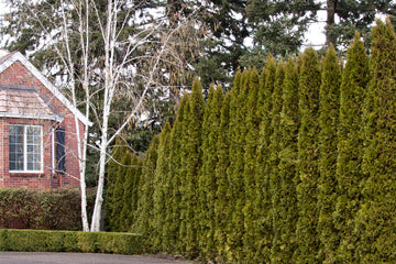 Arborvitae - Thuja occidentalis 'Emerald Green'