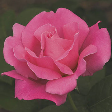 Rose 'Perfume Delight'