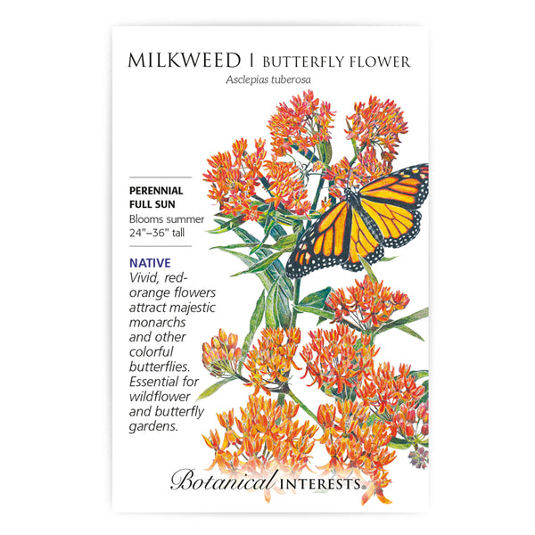 Milkweed 'Butterfly Flower'