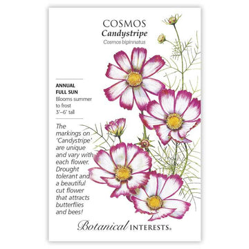 Cosmos 'Candystripe'