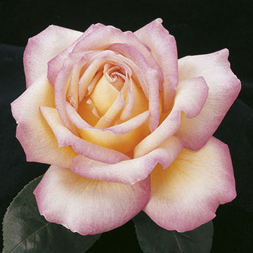 Rose 'Peace'