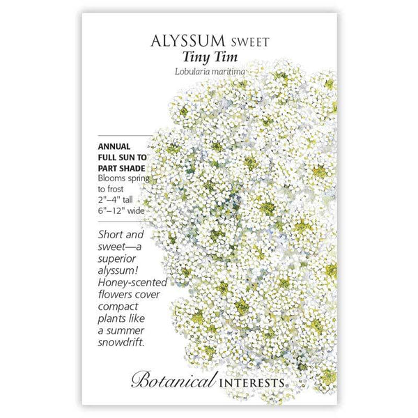 Alyssum 'Tiny Tim'
