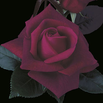 Rose 'Lasting Love'