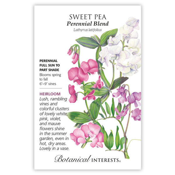Sweet Pea 'Perennial Blend'