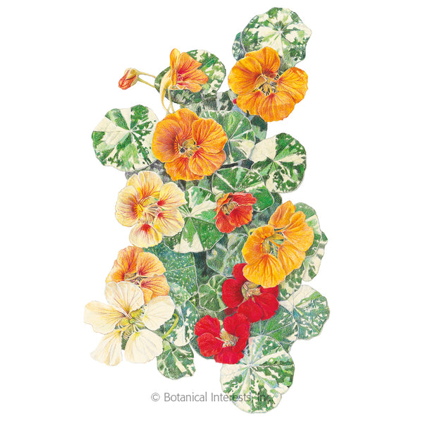Nasturtium 'Alaska Variegated'