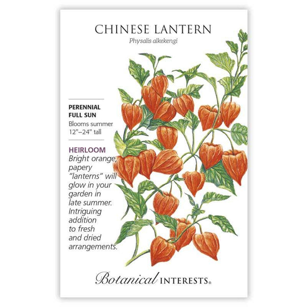 chinese hanging lantern plant Chinese Lantern