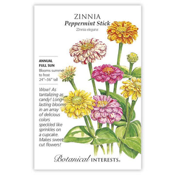 Zinnia 'Peppermint Stick'