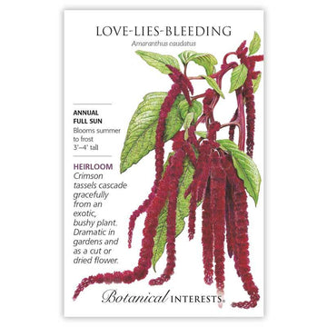 Amaranth 'Love-Lies-Bleeding'