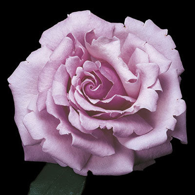 Rose 'Memorial Day'