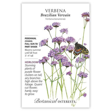 Verbena 'Brazilian Vervain'