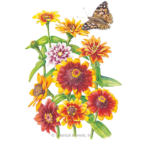 Zinnia 'Persian Carpet'