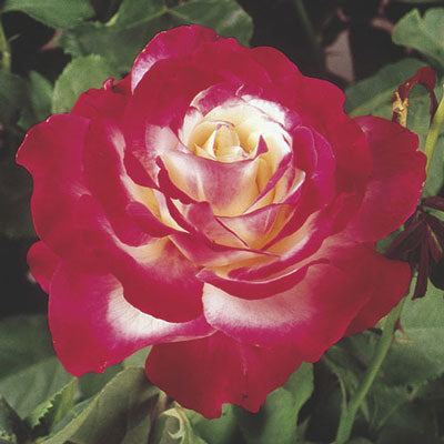 Rose 'Double Delight'