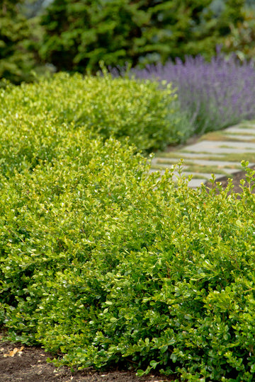 Buxus x Boxwood 'Winter Gem'