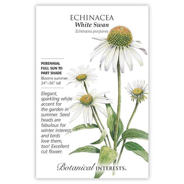 Echinacea 'White Swan'