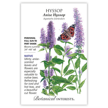 Hyssop 'Anise'