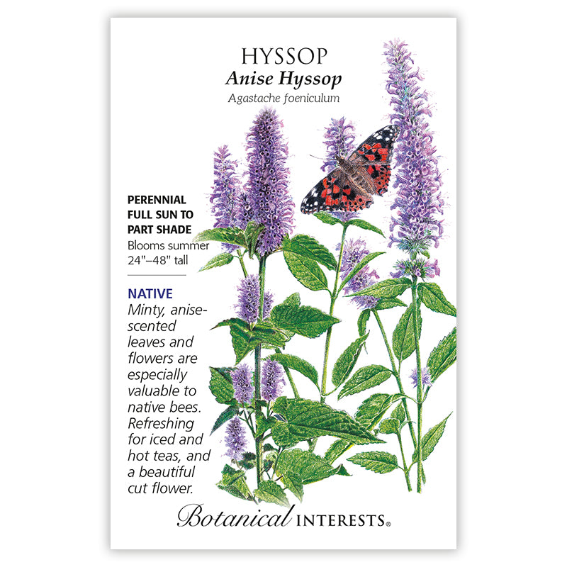 Hyssop 'Anise'