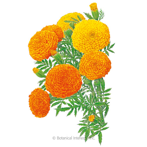 Marigold African 'Crackerjack'