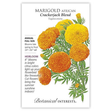 Marigold African 'Crackerjack'