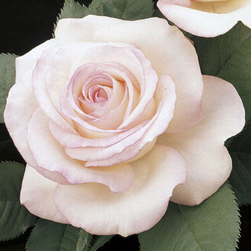 Rose 'Moonstone'