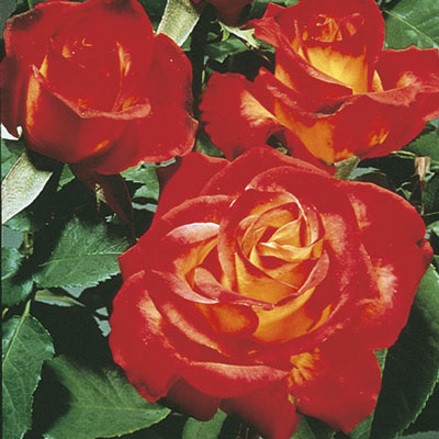 Rose 'Perfect Moment'